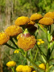Rhopalomyia tanaceticola