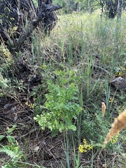 Thalictrum squarrosum