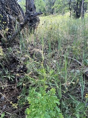 Thalictrum squarrosum