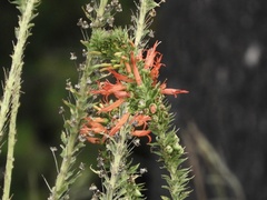 Siphocampylus foliosus