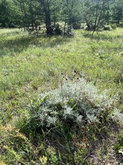 Artemisia messerschmidtiana