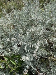 Artemisia messerschmidtiana