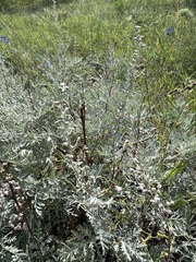 Artemisia messerschmidtiana