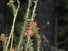 Siphocampylus foliosus