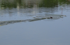 Tachybaptus ruficollis