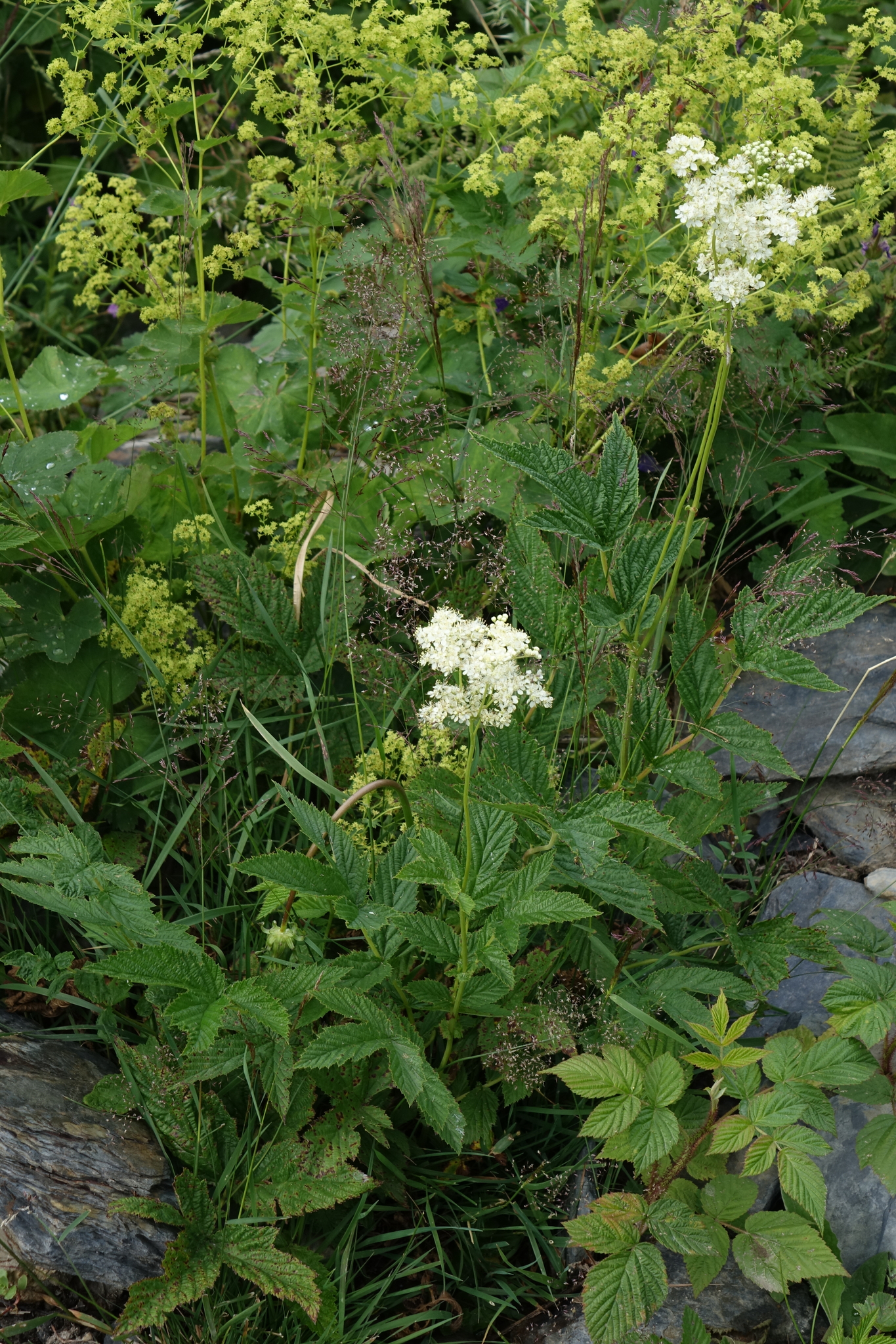 Ulmária (Filipendula ulmaria): origem e usos — foto 1