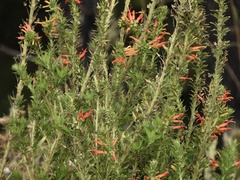 Siphocampylus foliosus