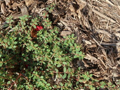 Euphorbia humistrata