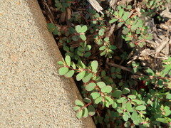 Euphorbia humistrata