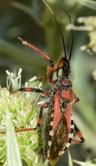 Rhynocoris cuspidatus