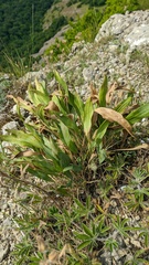 Cephalaria coriacea