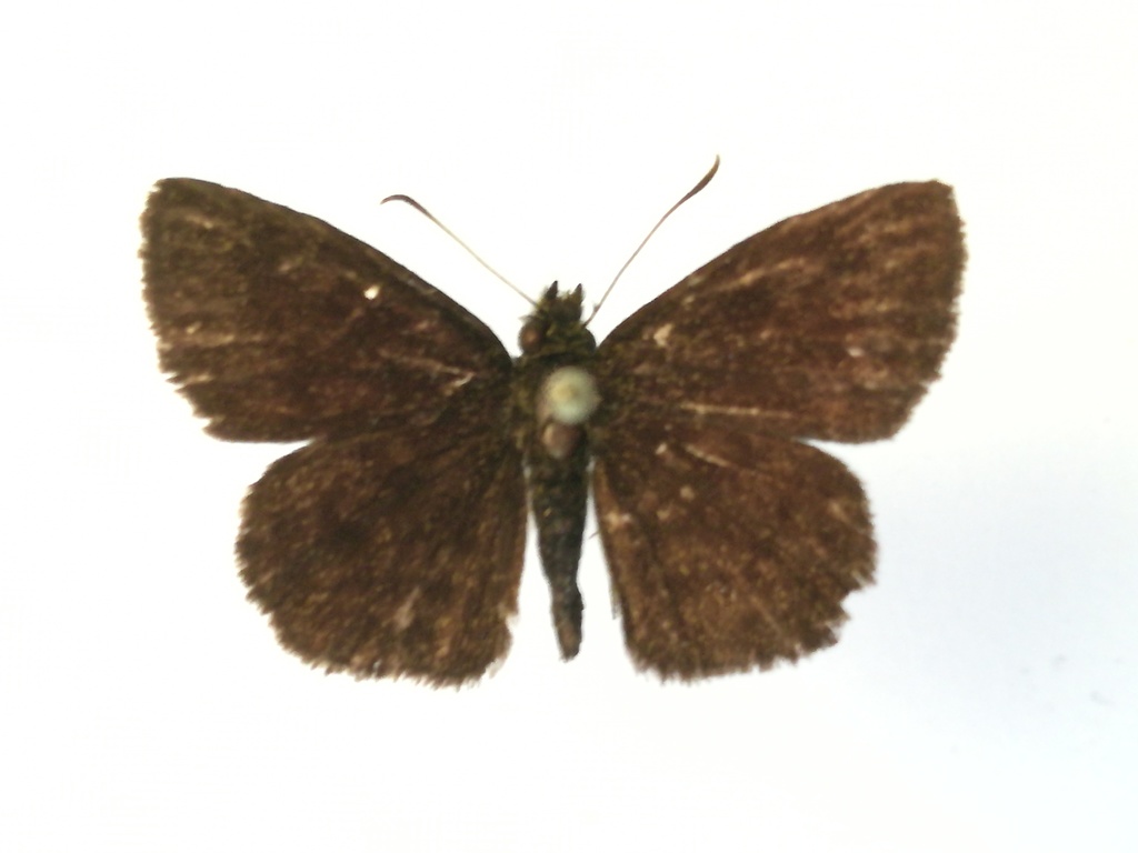 Rough-tipped Sootywing