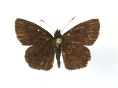 Bolla evippe