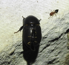 Pinophilus