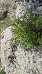 Scrophularia rupestris