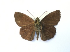 Bolla evippe
