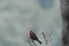 Carpodacus vinaceus