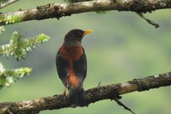 Turdus rubrocanus
