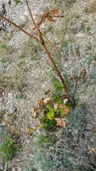 Heracleum sphondylium sibiricum