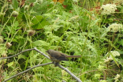 Carpodacus erythrinus