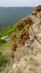 Heracleum sphondylium sibiricum
