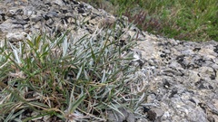 Convolvulus calvertii