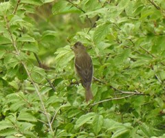 Carpodacus erythrinus
