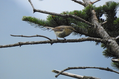 Phylloscopus subaffinis