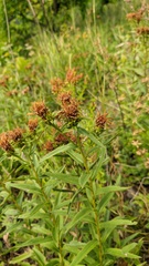 Pentanema salicinum