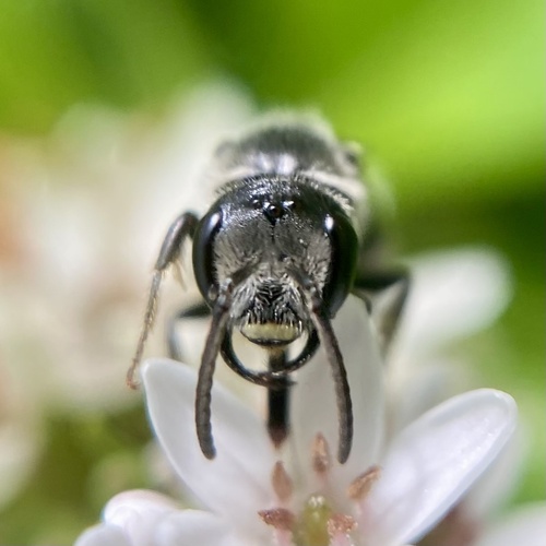Leathery Sweat Bee photo 3