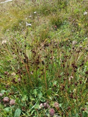 Juncus jacquinii
