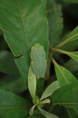 Rhacophorus pseudomalabaricus