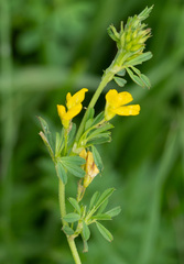 Medicago falcata