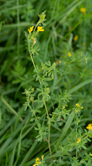 Medicago falcata