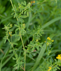 Medicago falcata