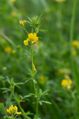 Medicago falcata