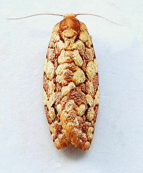 Juniper Budworm Moth