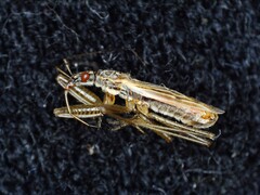 Nabis rugosus