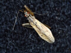 Nabis rugosus