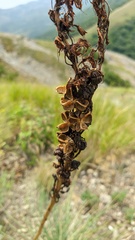 Eremurus spectabilis