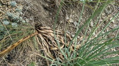 Eremurus spectabilis