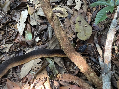 Amazon False Fer-de-lance