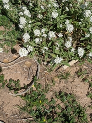 Dimorphocarpa wislizeni