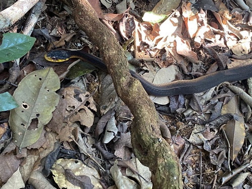 Amazon False Fer-de-lance