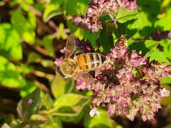 Apis mellifera