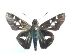 Thespieus macareus