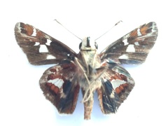Thespieus macareus