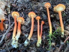 Media resource of Hygrocybe cantharellus