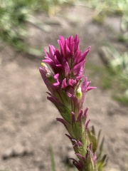Castilleja lassenensis