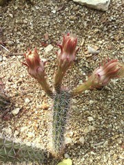 Acanthocereus oaxacensis